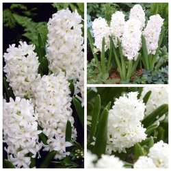 Hyacint - súbor bielych kvetov - 27 ks