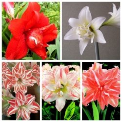Hippeastrum - Amaryllis a fiore doppio - Selezione di cinque varietà - 