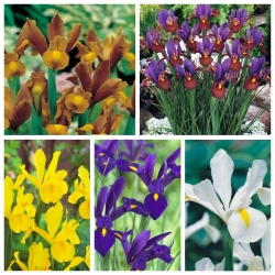 Iris Belanda - pilihan varietas yang paling menarik - 100 pcs - 