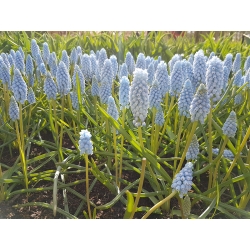 Drue hyacint Ester - stor pakke - 100 stk