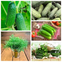 Marinuoti agurkai - veislės, idealiai tinka marinuoti + sodo krapai -  - sėklos