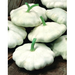 Kurpitsa - Patisoniana - Custard White - 24 siemenet - Cucurbita pepo var. patisoniana