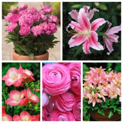 Topfpflanzen-Satz - rosafarbene Blüten - 5 Kulturvarietäten