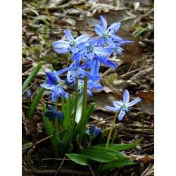 Siberian squill – large pack! – 150 pcs; wood squill