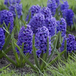 Hyacinth Blue Jacket - stor pakke! - 30 stk.