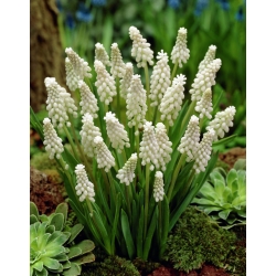 White carpet – White–flowered grape hyacinth – large pack! – 100 pcs