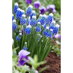 Aucher–Eloy grape hyacinth – Muscari Mount Hood – large pack! – 100 pcs