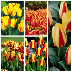 Yellow–red tulip selection – 50 pcs