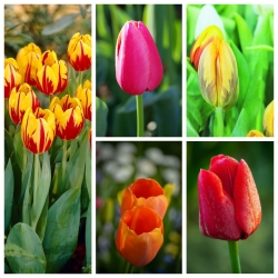 Tulipano a fiore singolo precoce - Varietà colorata - 50 pezzi - 