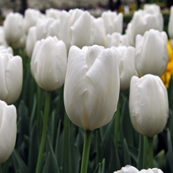 Tulip putih - pek besar! - 50 pcs - 