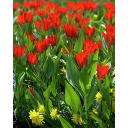 Variasi Tulipa Tubergen - Variasi Tulip Tubergen - 5 bebawang - Tulipa Tubergen's Variety