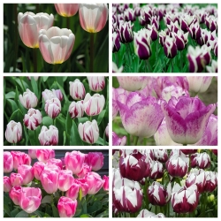 Triumph tulip - انتخاب انواع bicolour - مجموعه I - 60 عدد - 