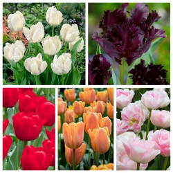 Pilihan tulip mekar terbaru - 5 varietas - 50 pcs - 