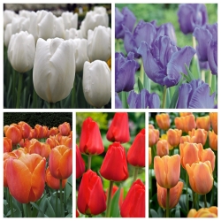 Udvælgelse af høje tulipaner - 5 sorter - 50 stk - 