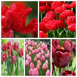 گل لاله برای گل های بریده - انتخاب انواع در سایه های قرمز و صورتی - 50 عدد - 