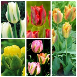Zelený tulipán - výber z výnimočných odrôd - 50 ks