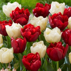 कट फूलों के लिए ट्यूलिप - सफेद और लाल रंग के रंगों में किस्मों का चयन - 50 पीसी - 