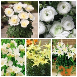 Selection of pot plants – white and creamy–white–flowered species – 5 varieties