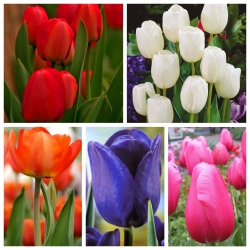 Tulip - انتخاب انواع رنگارنگ برای گل های برش - 50 عدد - 