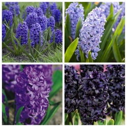 Hyacinth - Set ungu dan ungu - 28 pcs - 