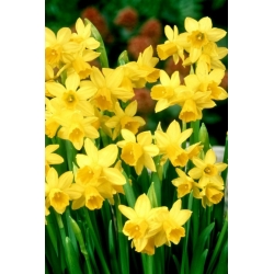 Jonquil - rush daffodil - Sweetness - XXL pack! - 300 pcs - 