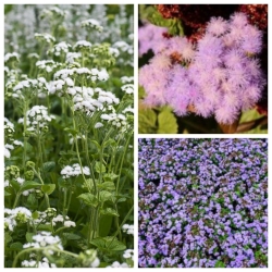 Flossflower - sementes de 3 variedades - 