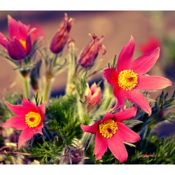 Červené Pasque Kvetinové semená - Anemone pulsatilla - 38 semien