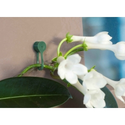 Wall-mounted climbing plant supports - ø15 mm - 15 pieces