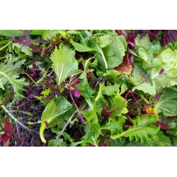Baby Leaf - pikantní salátový mix -  - semena