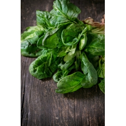 Spinach "Asta F1" - 1200 seeds