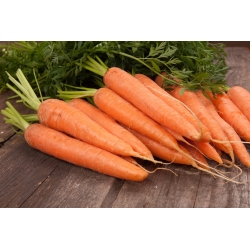 जैव - गाजर "बर्लीकुमेर" - प्रमाणित जैविक बीज - 4250 बीज - 