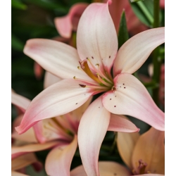 Lilium, Lily Easy Waltz - květinové cibulky / hlíza / kořen - Lilium Asiatic Easy Waltz