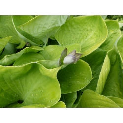 Hosta، Plantain Lily Sum و مواد - لامپ / غده / ریشه