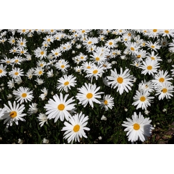 Hvid okseøje - hvid - Chrysanthemum leucanthemum - frø