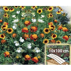 Sunny Border - viengadīgu ziedu šķirņu maisījums kastēm un apmalēm, 10 x 100 cm paklājs - 