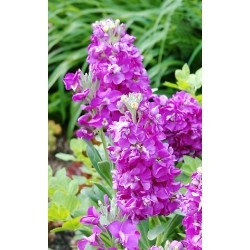 Hoary stock "Varsovia Jaga" - pale pink-violet; gilly flower