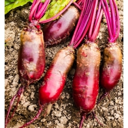 Beetroot "Alexis" - late variety producing cylindrical fruit