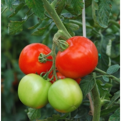 שדה עגבניות "אורקדו F1" - מגוון גבוה - Lycopersicon esculentum Mill  - זרעים