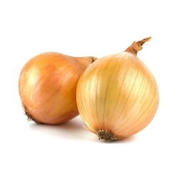 Onion "Wolska" - late variety - SEED TAPE