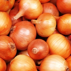 Onion "Wolska" - late variety - SEED TAPE