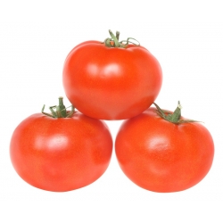 BIO Field tomato "Ace 55 VF" - certified organic seeds - 180 seeds