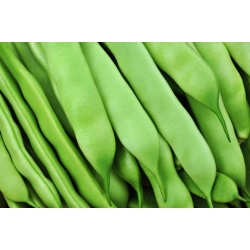 Pole, French bean "Supermarconi" - with black seeds