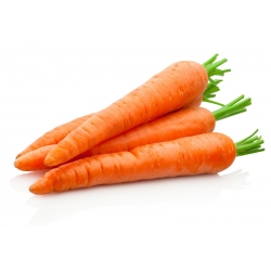 胡萝卜“桑巴F1” - 晚种 - Daucus carota - 種子