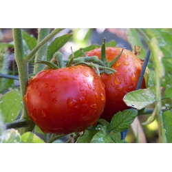 حقل الطماطم القزم "Etna F1" - Lycopersicon esculentum Mill  - ابذرة