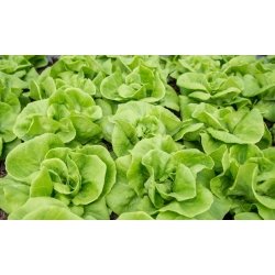 Butterhead salad "Rozalka" - Lactuca sativa  - benih