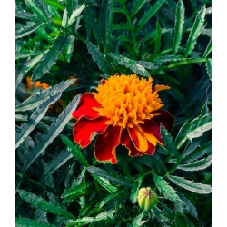 French marigold "Solan" - low growing variety