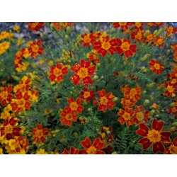 Signet marigold "Talizman" - mahogany - Tagetes tenuifolia - semená