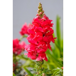 Boca-de-leão – Samurai - rosa - Antirrhinum majus maximum - sementes