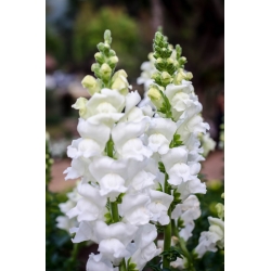 Common snapdragon "Sentinel White Spiere" - tall, white variety