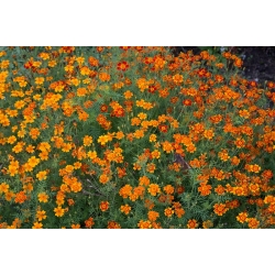 Signet marigold "Starfire" - odrodový mix - 585 semien - Tagetes tenuifolia - semená